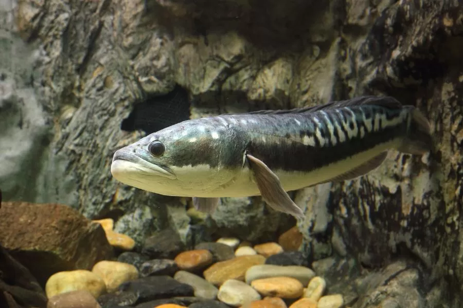 Peixe cabeça-de-cobra: uma preocupação crescente nos EUA