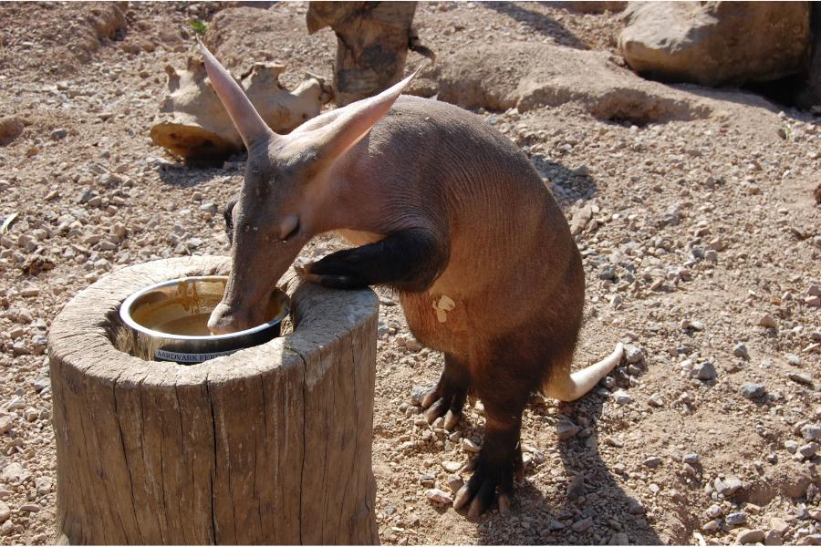 Porco-formigueiro: o fascinante habitante das savanas Africanas