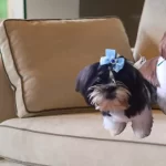 Cuidados para hidratar o pelo do shih tzu em casa