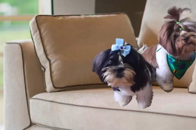 Cuidados para hidratar o pelo do shih tzu em casa