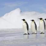 Pinguins: os encantadores habitantes do Polo Sul