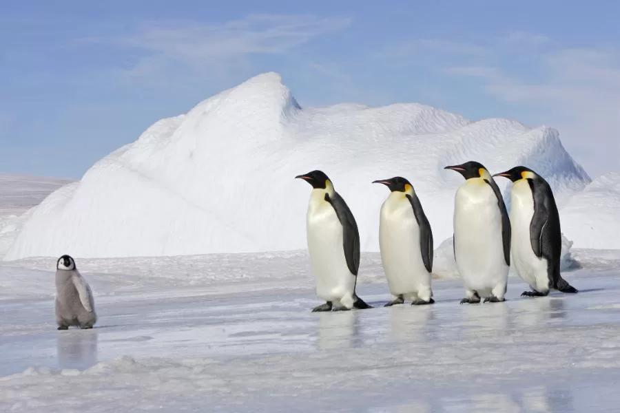 Pinguins: os encantadores habitantes do Polo Sul