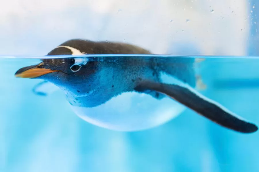 Pinguins: os encantadores habitantes do Polo Sul