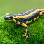 Salamandra: uma criatura fascinante dos ambientes aquáticos e terrestres Salamandra: uma criatura fascinante dos ambientes aquáticos e terrestres