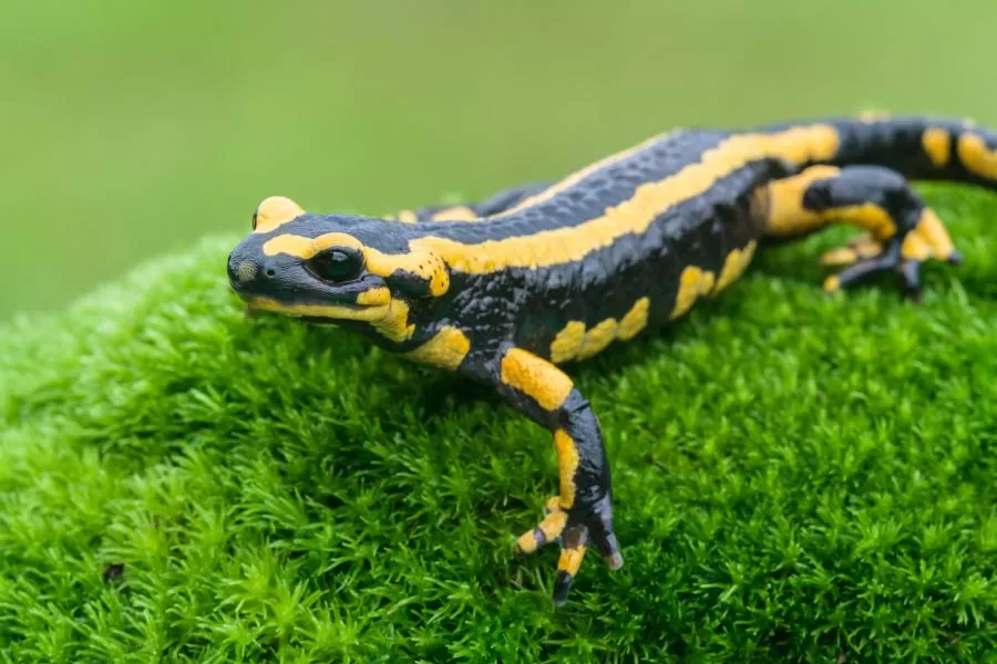 Salamandra: uma criatura fascinante dos ambientes aquáticos e terrestres Salamandra: uma criatura fascinante dos ambientes aquáticos e terrestres