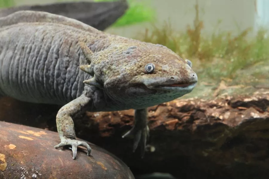 Salamandra: uma criatura fascinante dos ambientes aquáticos e terrestres