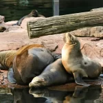 Diferenças entre Focas, Leões-Marinhos e Morsas