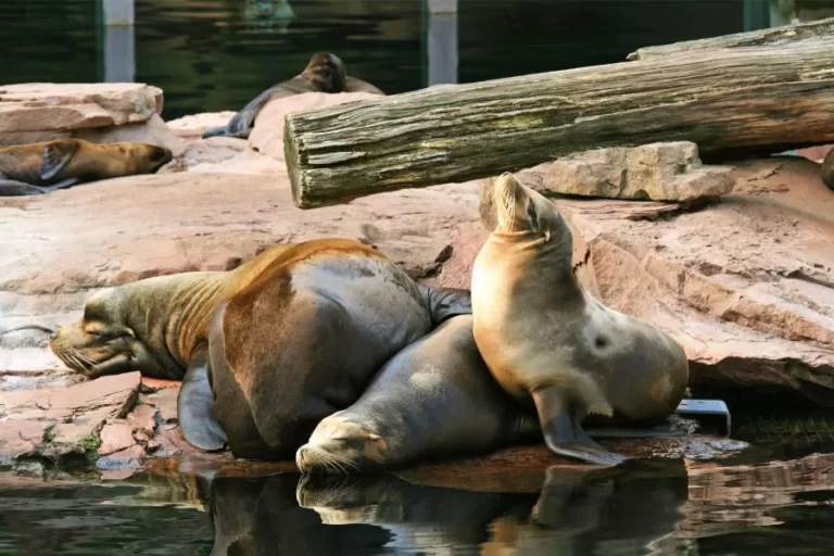 Diferenças entre Focas, Leões-Marinhos e Morsas