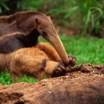 Tamanduá-Bandeira: o gigante das florestas