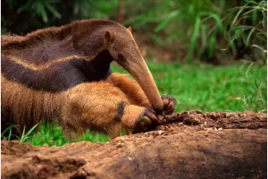 Tamanduá-Bandeira: o gigante das florestas