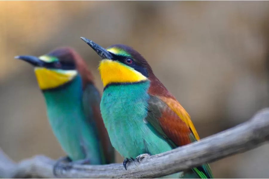 Abelharuco: o pássaro multicolorido que encanta os céus