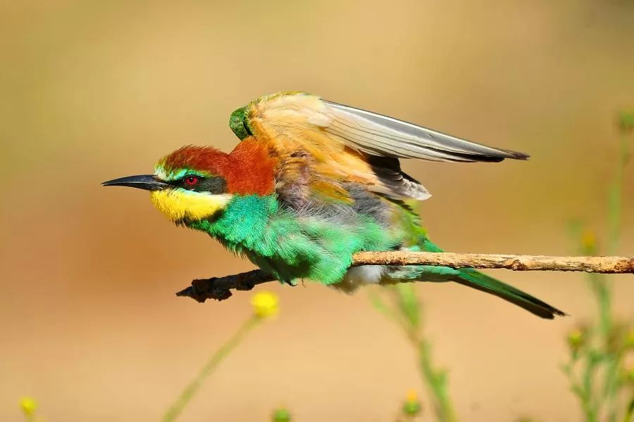 Abelharuco: o pássaro multicolorido que encanta os céus