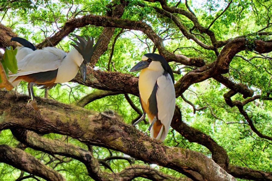 Arapapá: o pássaro elegante das águas tropicais