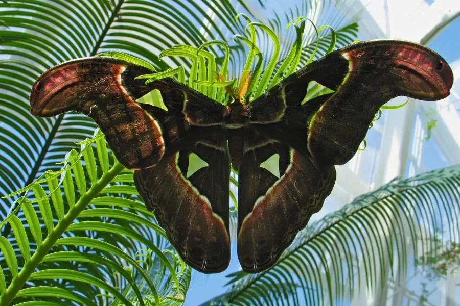Mariposa-Atlas: a rainha das mariposas
