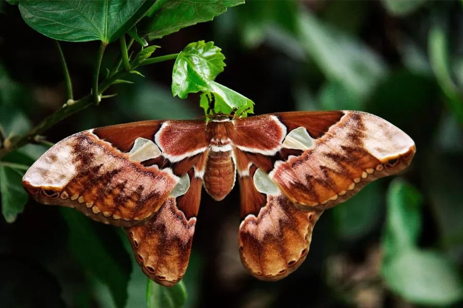 Mariposa-Atlas: a rainha das mariposas