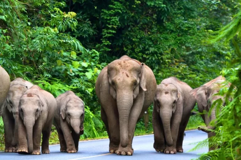 Elefantes: gigantes da natureza que cativam o mundo