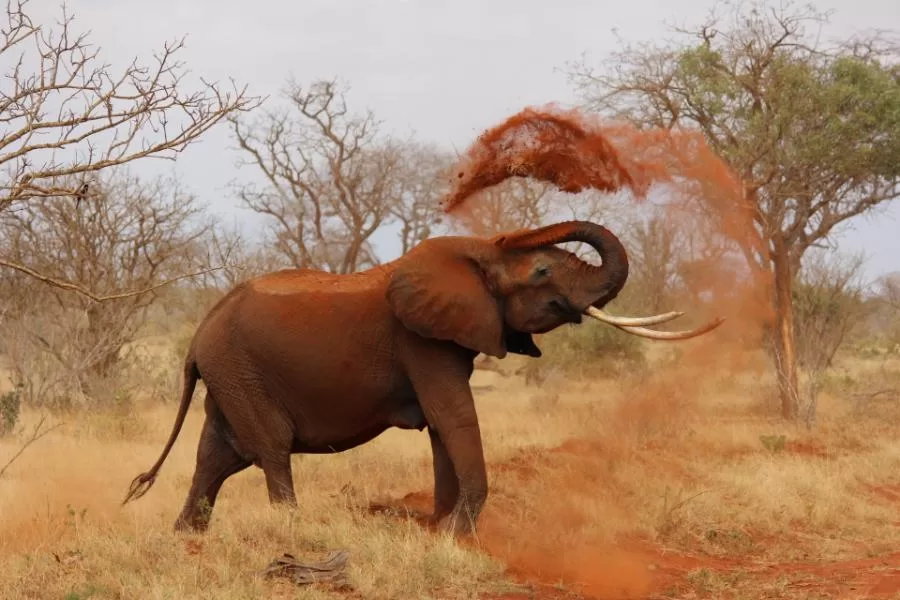 Elefantes: gigantes da natureza que cativam o mundo