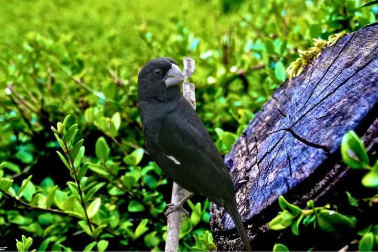 Bicudo: conheça a beleza e singularidade dessa ave