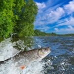 Peixes de água doce mais consumidos no Brasil