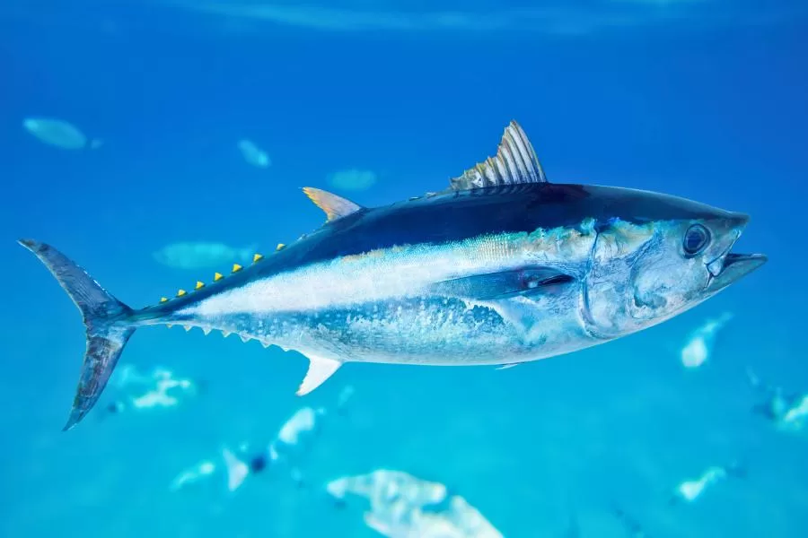 Quais os peixes mais consumidos no mundo