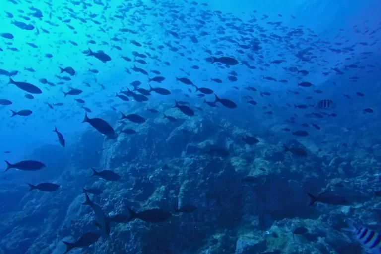 Quais os peixes mais consumidos no mundo