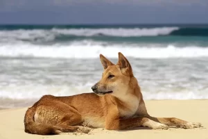 Conheça o dingo que mordeu a banhista francesa