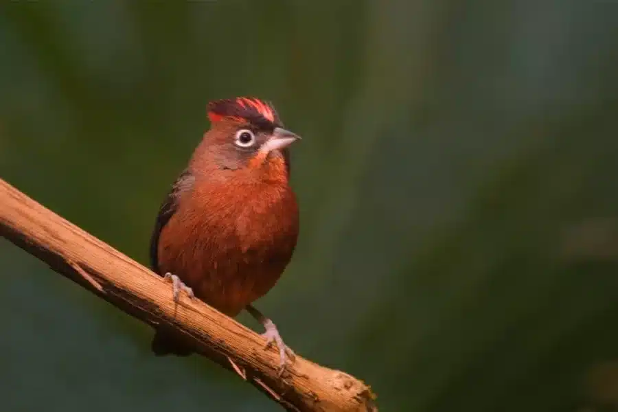 Tico-tico-rei: conheça esse encantador passarinho brasileiro