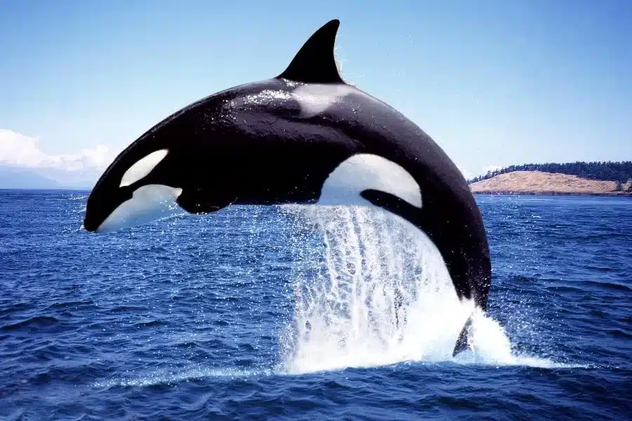 A orca: majestade dos oceanos e predadora incansável