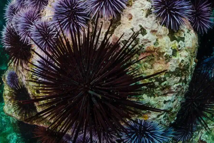 Ouriço-do-mar: uma joia espinhosa dos oceanos