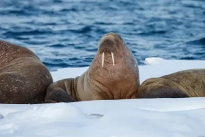 Morsas: gigantes do Ártico