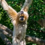 Macaco-dourado: beleza e singularidade