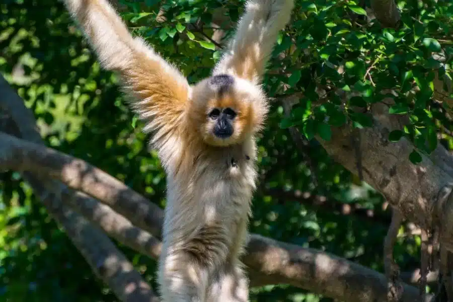 Macaco-dourado: beleza e singularidade