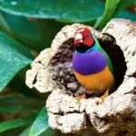 O diamante-de-gould: beleza e elegância em plumas coloridas