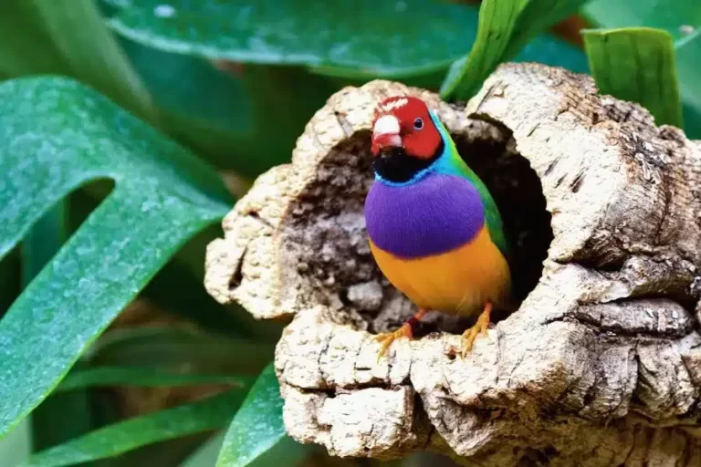 O diamante-de-gould: beleza e elegância em plumas coloridas