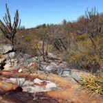 Animais típicos da caatinga: a diversidade de vida no sertão brasileiro