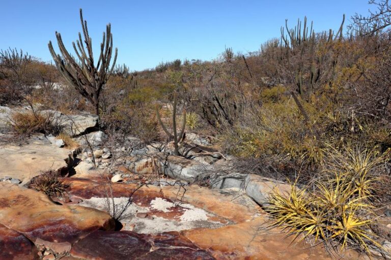 Animais típicos da caatinga: a diversidade de vida no sertão brasileiro