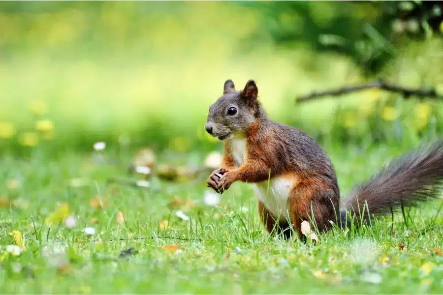 Esquilos: os alegres e ágeis habitantes das florestas
