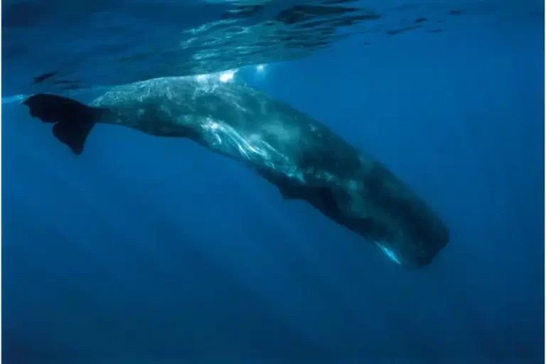 Cachalotes: os gigantes dos oceanos profundos