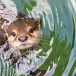 Lontra-Marinha: os brincalhões e habilidosos habitantes do litoral