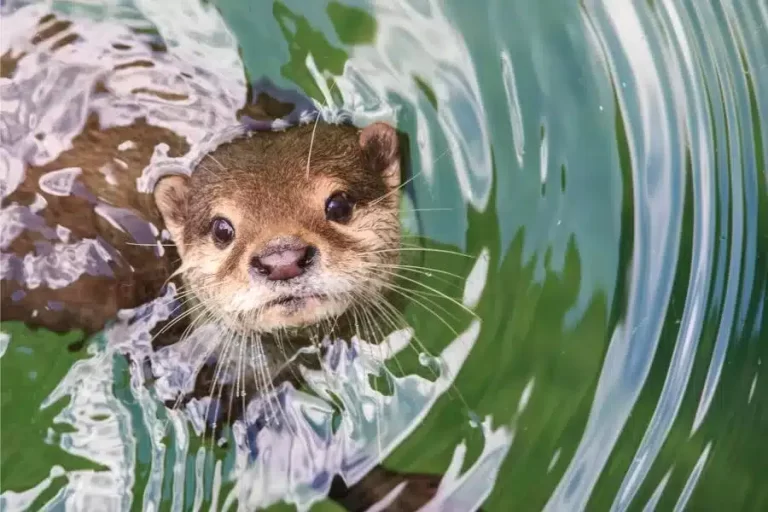 Lontra-Marinha: os brincalhões e habilidosos habitantes do litoral