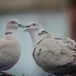 Rolinha diamante: a beleza e graciosidade em pena