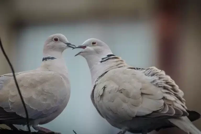 Rolinha diamante: a beleza e graciosidade em pena