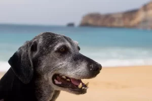 Como melhorar a qualidade de vida do cão idoso?