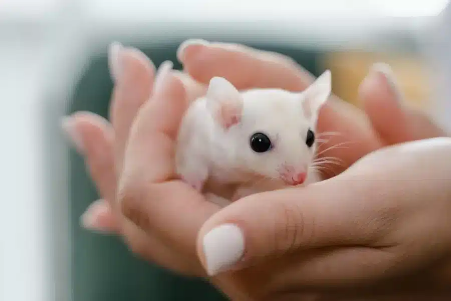 O rato twister: um animal de estimação divertido e energético