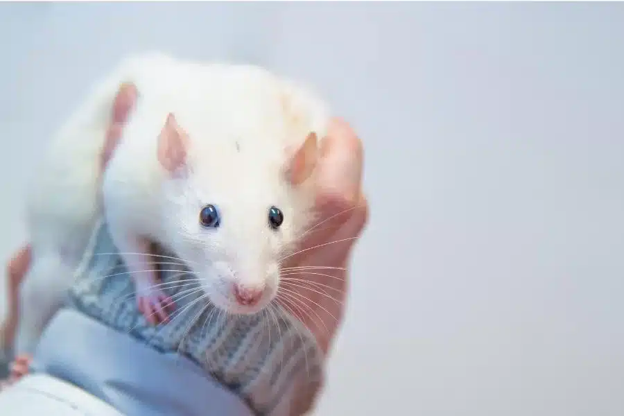 O rato twister: um animal de estimação divertido e energético