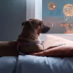 Por que os cachorros têm medo de fogos de artifício?