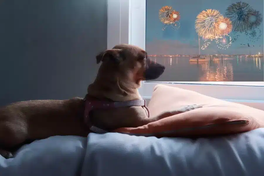 Por que os cachorros têm medo de fogos de artifício?