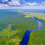 Fauna e flora da Amazônia: explorando a diversidade