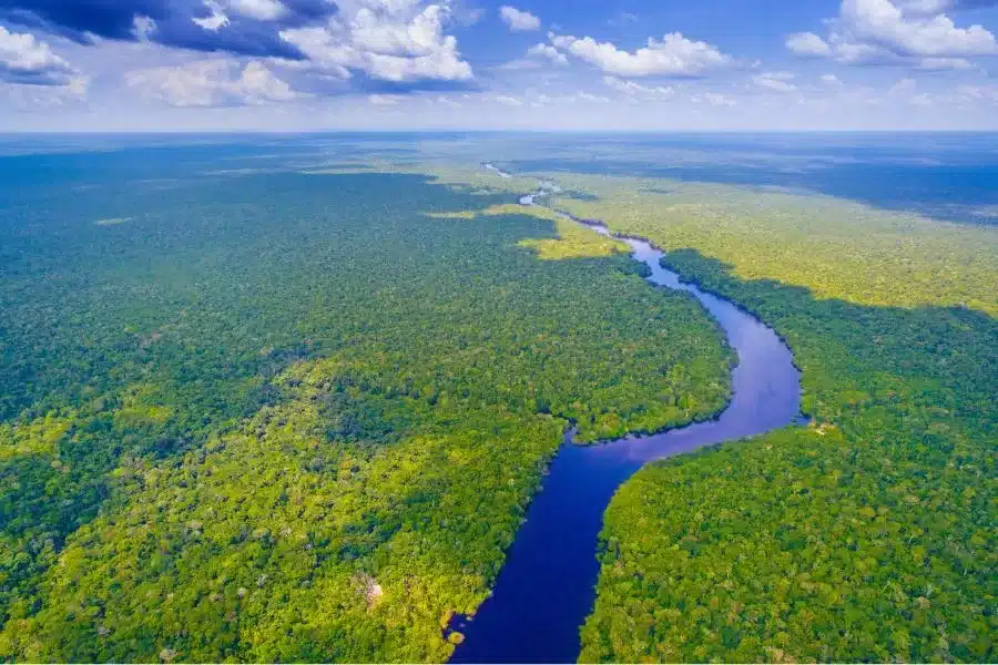 Fauna e flora da Amazônia: explorando a diversidade