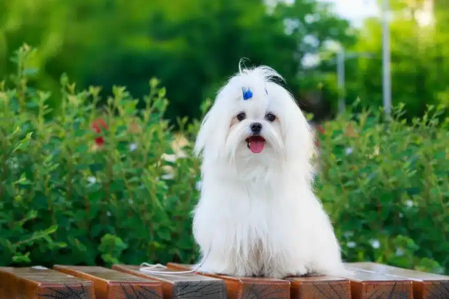 Cachorro maltês: conheça essa raça encantadora e amigável